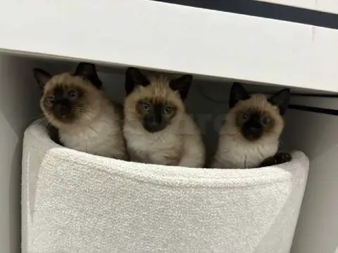 chat siamois