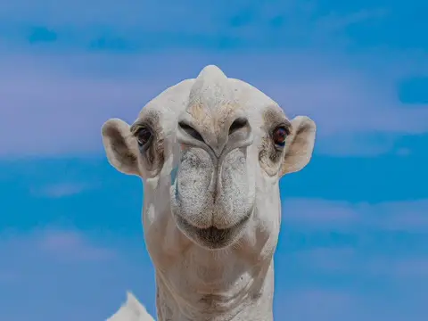 Looking for young white and beautiful female camels