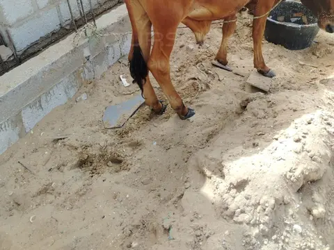 عجل للبيع