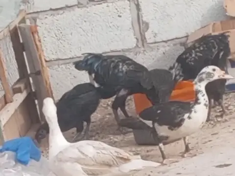 ديوك ولوز
