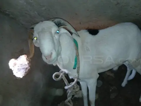 كبش