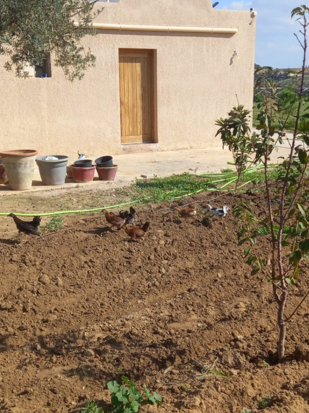 Terrain Agricole Zaghouan à Zaghouen, Zaghouan — photo 4