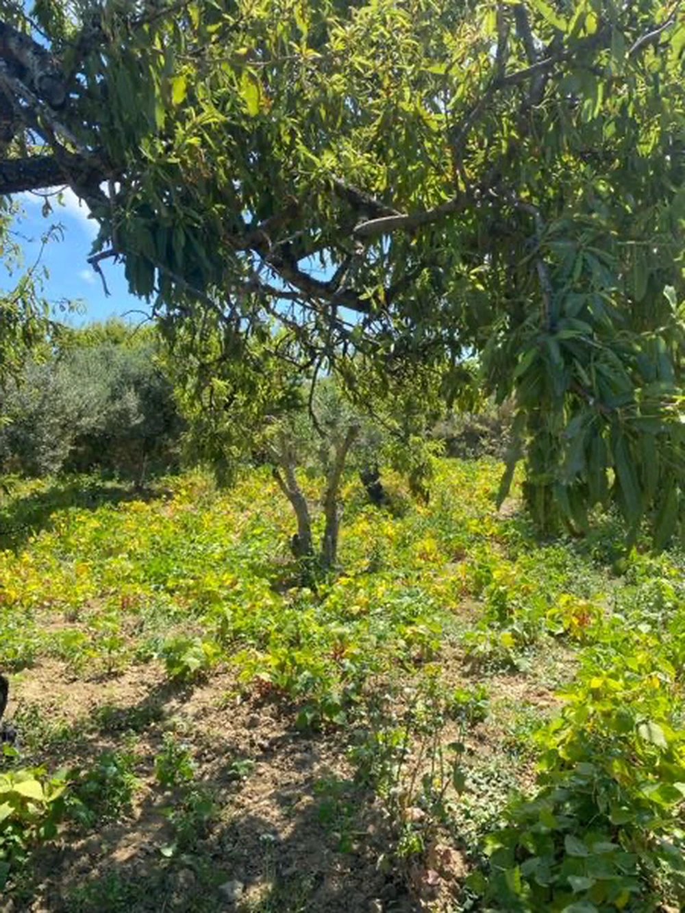 ارض للبيع في صونين رفراف à Ras Jebel, Bizerte — photo 3