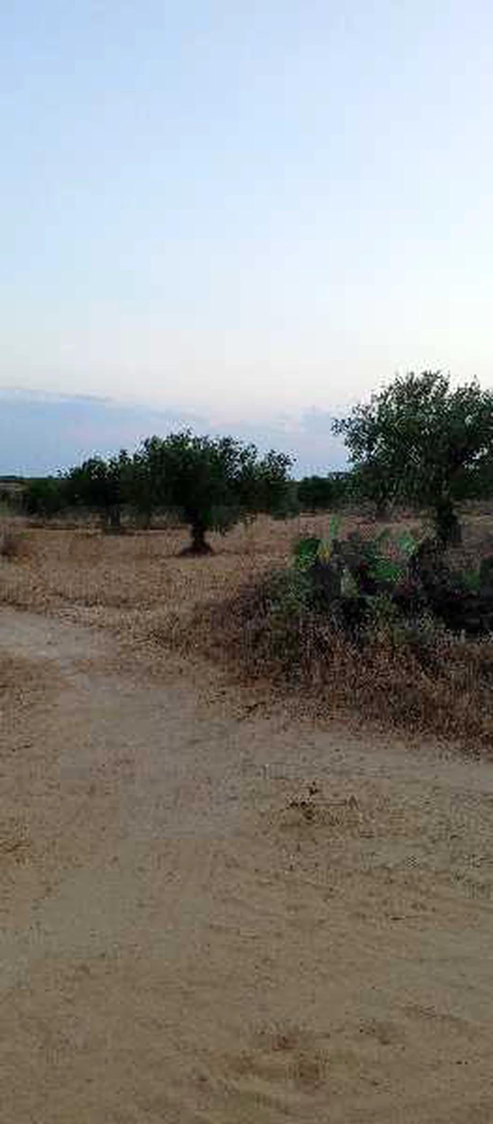 غرس بتاع كيف à Zéramdine, Monastir — photo 4