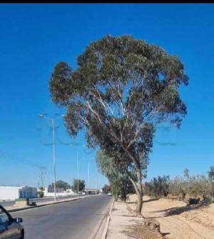 terrain commercial sur GP1 à Sidi Bou Ali, Sousse — photo 1
