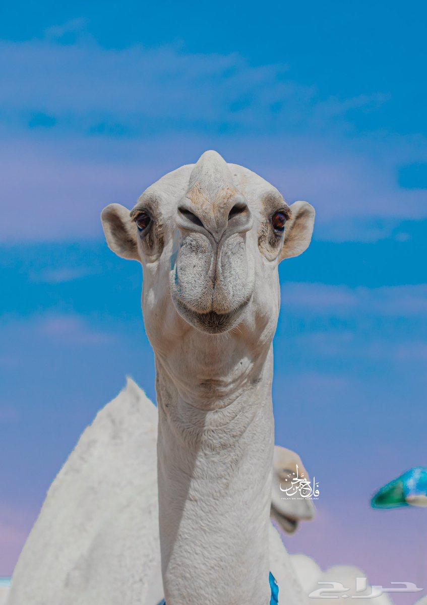 Looking for young white and beautiful female camels à Qatar — photo 1