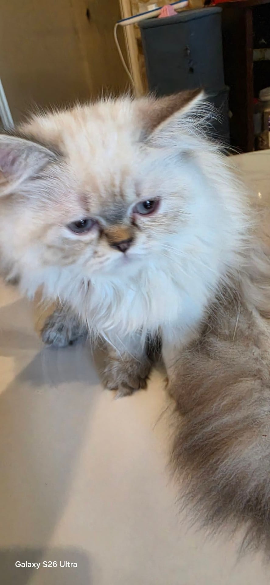 PURE HIMALIYAN MALE & FEMALE à Al Thumama — photo 5