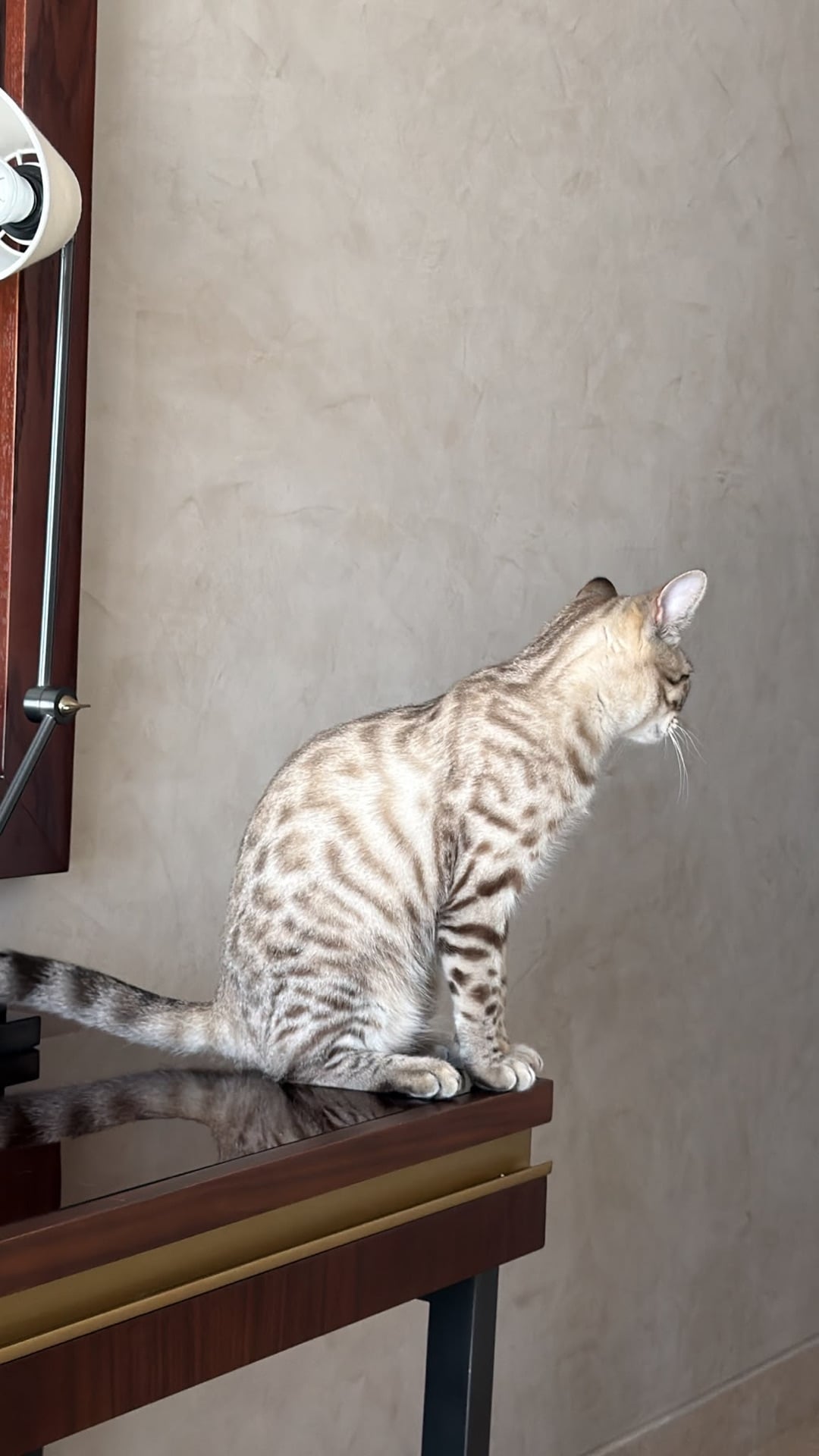 Snow Lynx Bengal Male à Zone Musheirab — photo 1