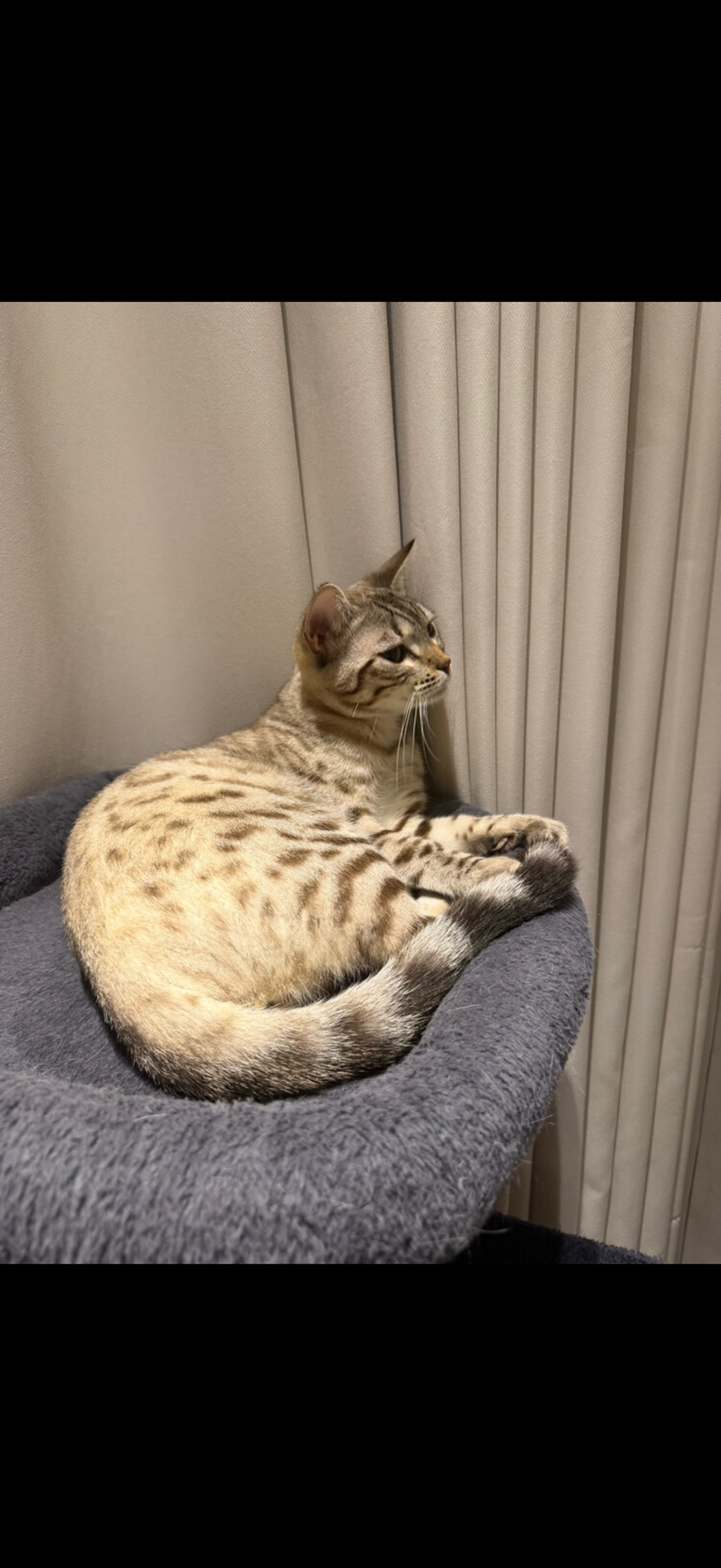 Snow Lynx Bengal Male à Zone Musheirab — photo 3