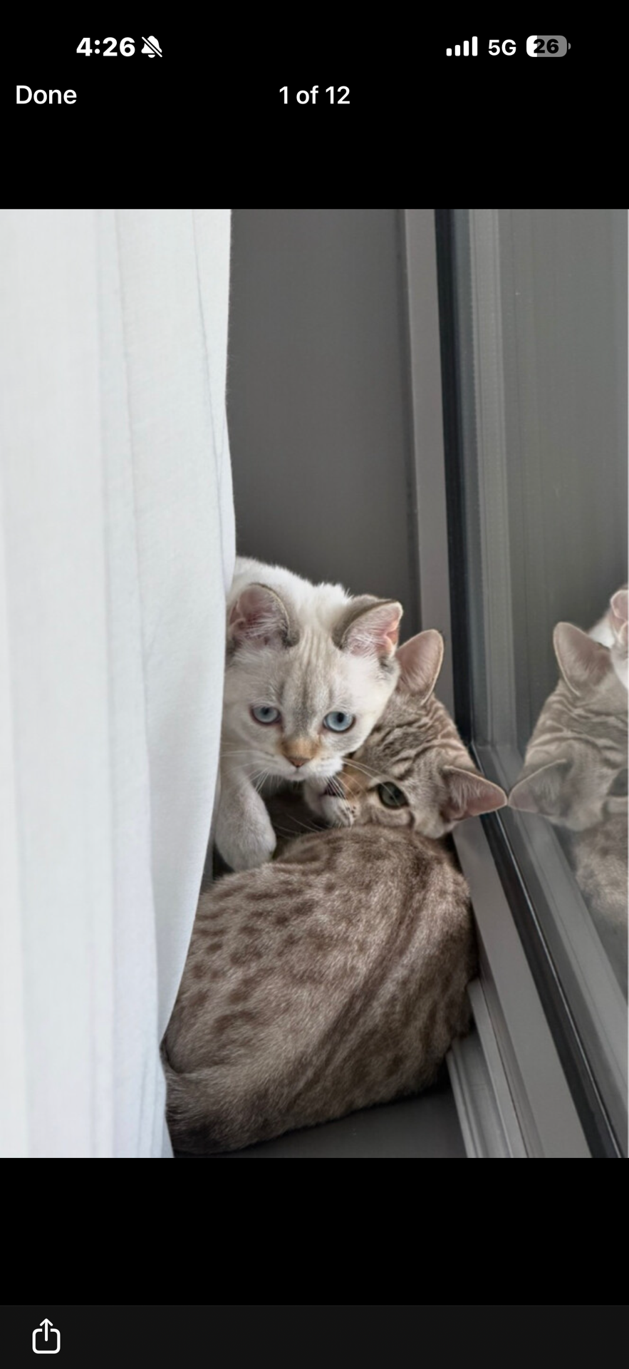 Snow Lynx Bengal Male à Zone Musheirab — photo 4