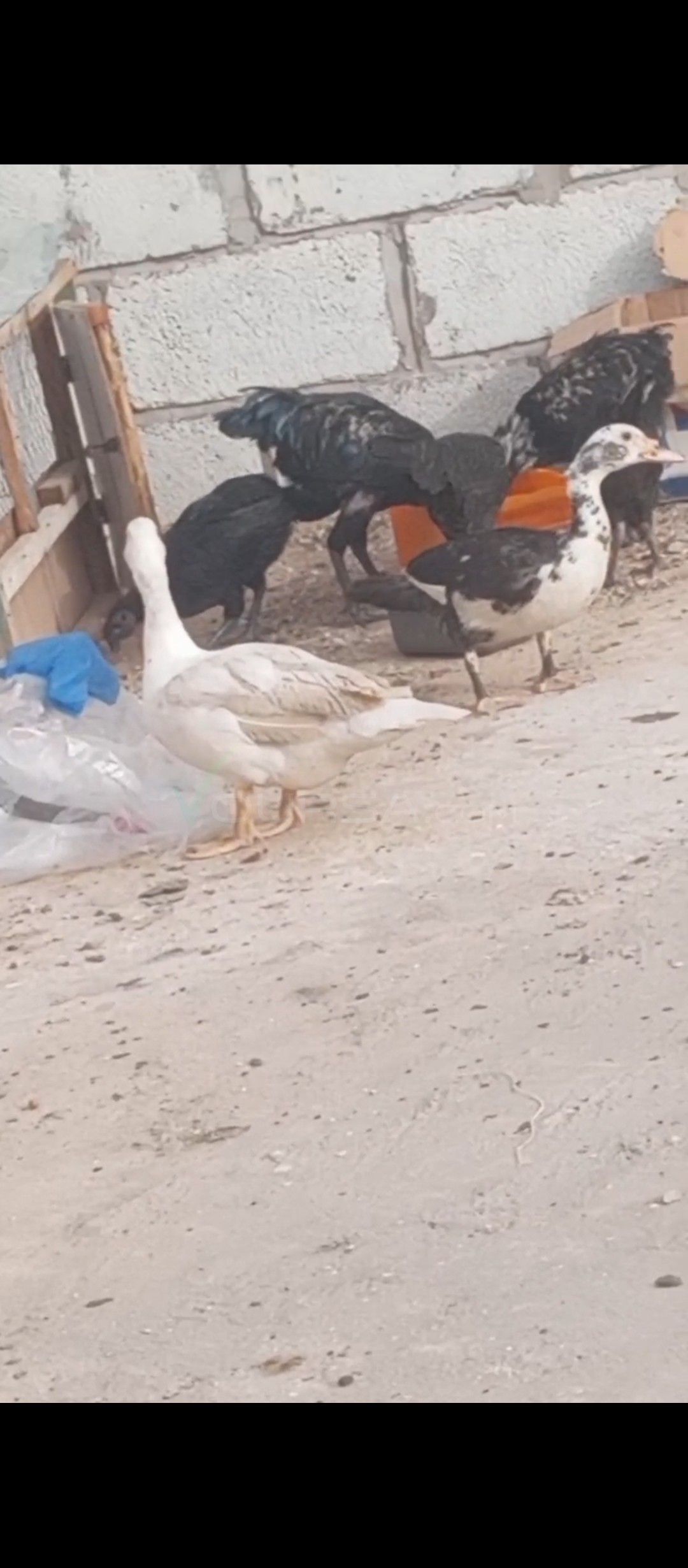 ديوك ولوز à Teyarett — photo 1
